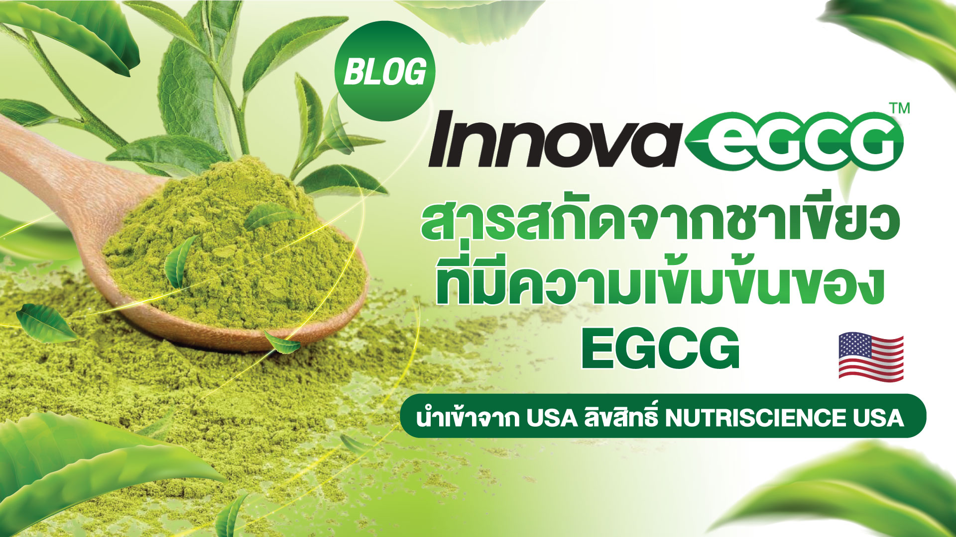 Innova EGCG สารสกัดจากชาเขียวที่มีความเข้มข้นของ EGCG นำเข้าจาก USA ลิขสิทธิ์ NutriScience USA